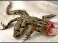 dead frog reflexes