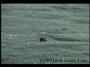 Bear Cub vs Flowers