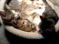 The Wobblies Purr Party The Wobblies Purr Party
