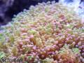 Aquatropics