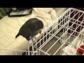 Brie the Baby Bronze Winged Pionus (HD)