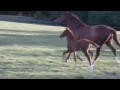 Bellhaven Jazz with her filly foal by Bellhaven Coraldo