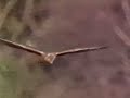 Hen harrier (marsh hawk) search flight