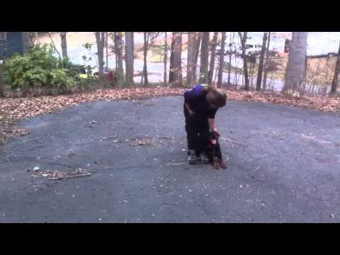 Dora off leash obedience