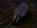 Badger in Forestside Hotel 02 Badger in Forestside Hotel 02