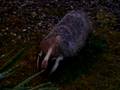 Badger in Forestside Hotel 02
