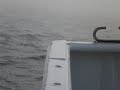 Whale Watching Tour Part 3