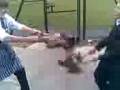 videos de Pheasant Fight