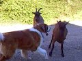 gros chien et chèvre / grote hond met geit gros chien et chèvre / grote hond met geit