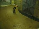 Mini-ramp sesh