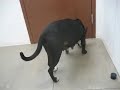 A2770359 - 1 - German Shepherd Mix, 3 yrs., Black/White, Female.