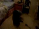 my dog rocks