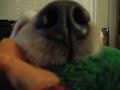 My Dog Abbigail
