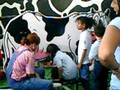 sacando leche