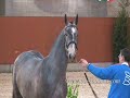 equestrianism- remember the name