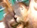 orangutan
