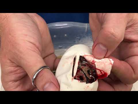 YouTube reptile video