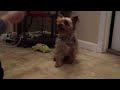 Cubby, the circus dog