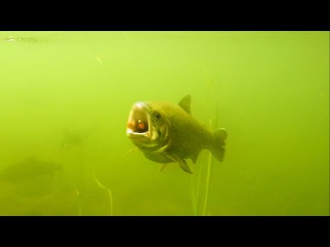 подводные съемки приманок подводные съемки приманок