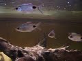 Filament Barbs Filament Barbs