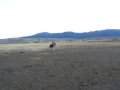 Wolfie & Shoshone on the fourth ride
