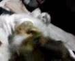 Borzoi video