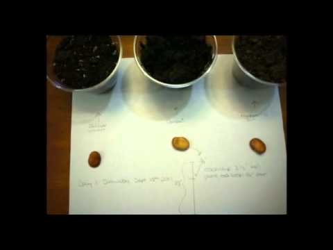 how to fertilize broad beans
