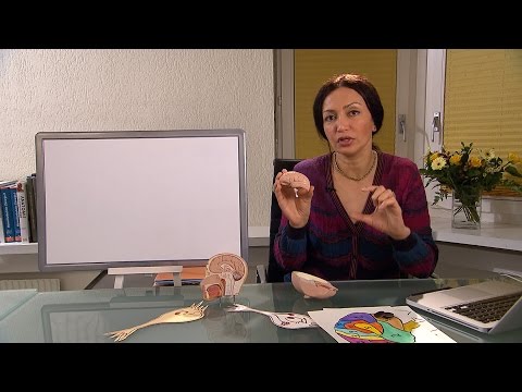 نوبات الصرع (عرض للمرضى) Epilepsy Seizures