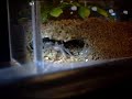 Click here to watch this video Thor the Tarantula has moulted!