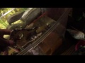 you get to see me first time.and a new pet..also small update on the 29