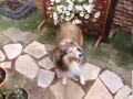 シェルティー散歩っ! 早く! 早く!  shetland sheepdog (Sheltie) going for a walk ! hurry!