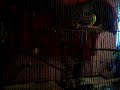 Yellow Male Canary Sings to Rap Music (ridin dirty) (vid 11) Yellow Male Canary Sings to Rap Music (ridin dirty) (vid 11)