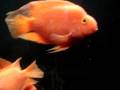 videos de Red Parrots community
