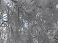 foret_corsuet.wmv