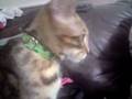 videos de phoenix eating yoghurt