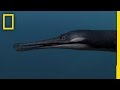 Sea Monsters 3