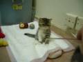 videos de MinMin's BB @3 Dec 2008.wmv