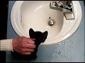 Kitten Bath! Kitten Bath!