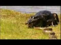 Animal Fight Club 1 !! : 