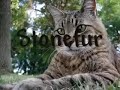 My Cat Role Plays