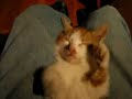 Kitty Comb