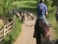 herding sheep