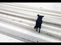 Mittags Gassi gehen mit Lillie im Schnee