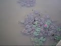 WETLAND PARK IN X\
