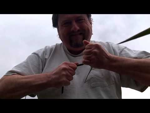 how to eliminate yucca