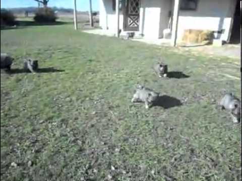 Male Keeshond Puppy