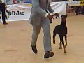 boxer dog show...best junior in groub