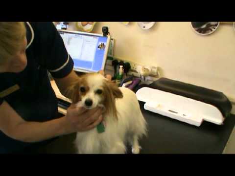 how to administer worming tablets to dogs