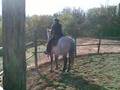 A cavallo di un Asina....