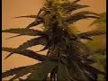my first indoor grow old video bad quality own music my first indoor grow old video bad quality own music
